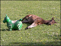 Ich und Mr. Green
