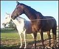 Kiwani und Libelle