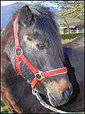 Blacky