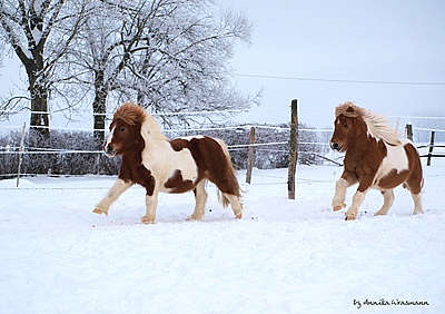 Oscar und Bonito